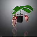 Indoor Houseplant With Green Leaves And Pink Flowers In Black Pot With Small Stones