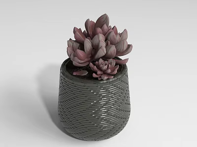 Bonsai Potted Succulent Plant In Gray Woven Texture Pot With Purple Red Leaves 3d model