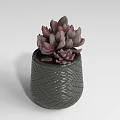 Bonsai Potted Succulent Plant In Gray Woven Texture Pot With Purple Red Leaves