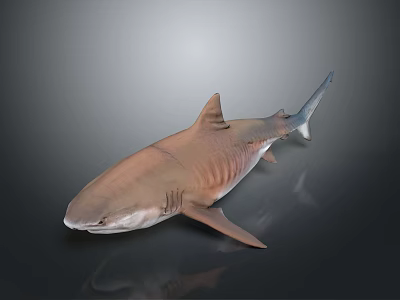 3D Rendered Shark Brown and Gray on Dark Background with Distinct Fins and Body Structure 3d model