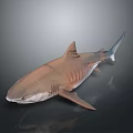3D Rendered Shark Brown and Gray on Dark Background with Distinct Fins and Body Structure