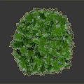Lush Green Round Crown Tree with Distinctive Red Trunk on Neutral Gray Background