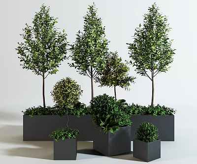 Bonsai Plants In Black Square And Rectangular Pots With Various Sizes And Shapes 3d model
