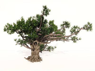 Lush Arbor with Thick Trunk Green Leaves and Exposed Root System 3d model