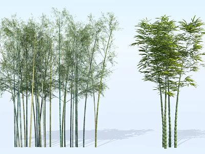 Beautiful Bamboo Grove with Tall Slender Stems and Lush Green Foliage 3d model