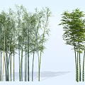 Beautiful Bamboo Grove with Tall Slender Stems and Lush Green Foliage