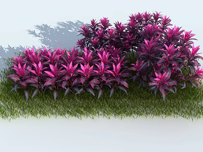modern shrubs, plantain 3d model
