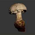 Fresh Mushroom Plant With Light Colored Cap And Brown Stem On Gray Background