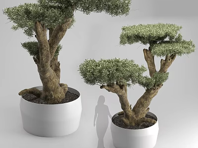 Decorative Bonsai Tree Ornament Set With White Ceramic Pots For Home Decor 3d model