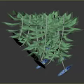 Lush Indoor Plant With Vibrant Green Leaves And Blue Decorative Base