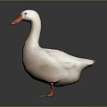 White Duck With Orange Beak And Feet Standing On Dark Reflective Surface