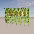 Lush Green Vines Covering Wooden Trellis Gracefully Hanging With Dense Foliage