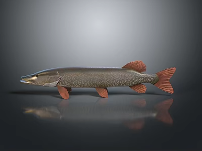 Slender Fish With Brown And Red Fins On Gray Background With Reflection 3d model