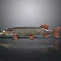 Slender Fish With Brown And Red Fins On Gray Background With Reflection