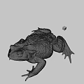 Brown Toad With Rough Skin And Small Colorful Object On Gray Background 3d model