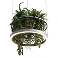 Illuminated Circular Chandelier Filled With Lush Green Ferns And Hanging Plants