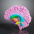 Commercial Equipment 3D Anatomical Brain Model with Colorful Sections for Educational