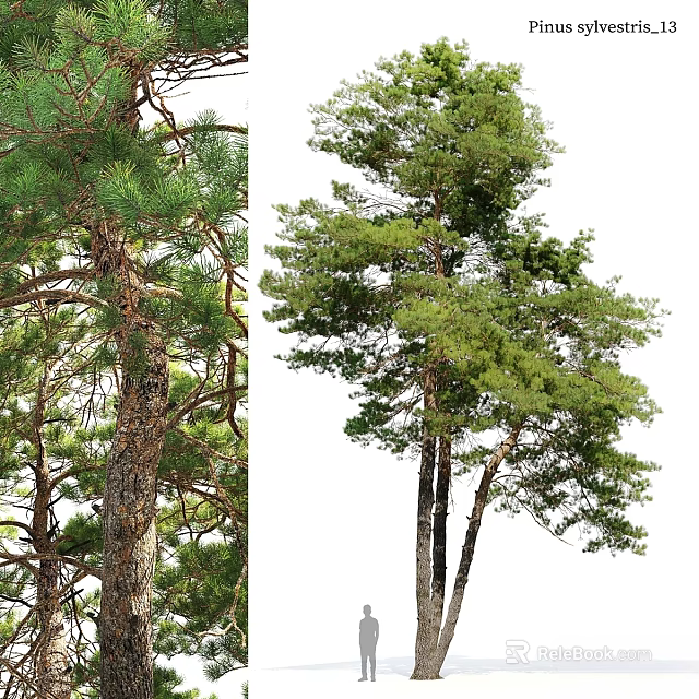 Home Decor Ornament Decoration Set With Two Pine Trees Green Leaves And Natural Trunk Design 3d model 