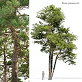Home Decor Ornament Decoration Set With Two Pine Trees Green Leaves And Natural Trunk Design