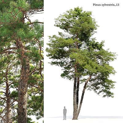 Home Decor Ornament Decoration Set With Two Pine Trees Green Leaves And Natural Trunk Design 3d model