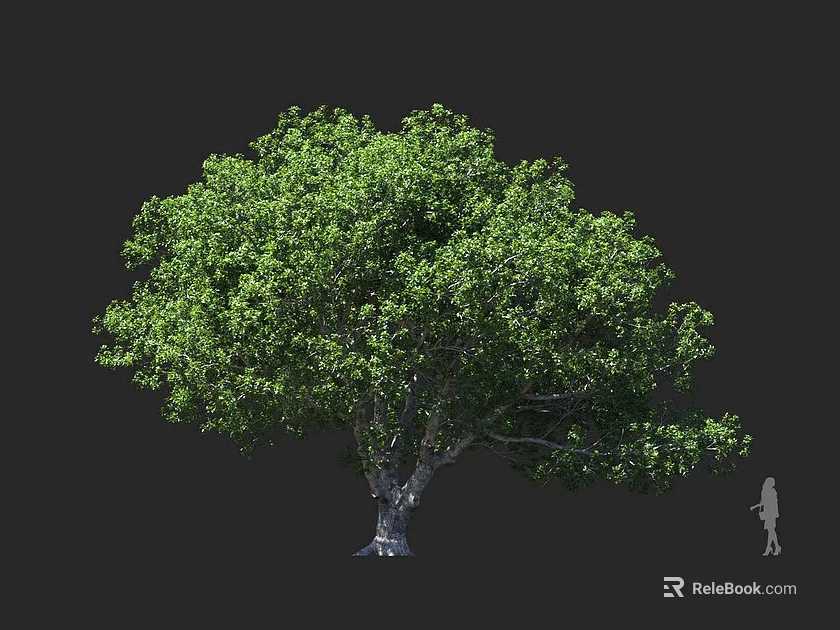 Tall Tree With Lush Green Leaves Broad Canopy Thick Trunk And Human For Scale 3d model 
