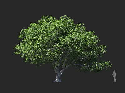 Tall Tree With Lush Green Leaves Broad Canopy Thick Trunk And Human For Scale 3d model