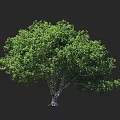 Tall Tree With Lush Green Leaves Broad Canopy Thick Trunk And Human For Scale