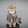 Detailed Brown And White Cat Sitting With Fluffy Fur And Alert Ears On Gray Background