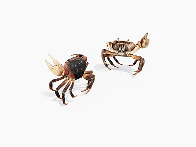 Two Brown And Tan Aquatic Crabs With Distinct Claws On White 3d model