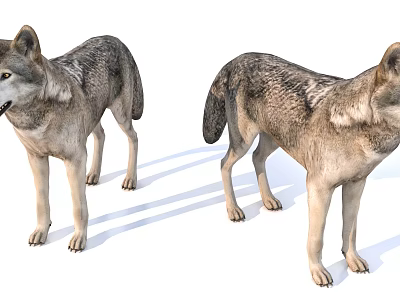 Realistic Two Standing Wolf Models With Detailed Fur And Natural Posture 3d model