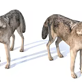 Realistic Two Standing Wolf Models With Detailed Fur And Natural Posture 3d model