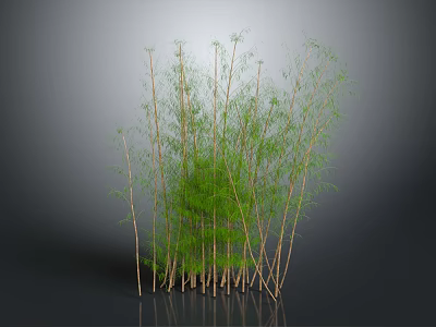Tall Green Bamboo Clump With Slender Stems And Fresh Leaves Growing Naturally 3d model