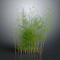 Tall Green Bamboo Clump With Slender Stems And Fresh Leaves Growing Naturally