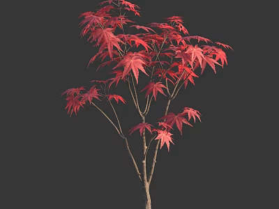 Vibrant Red Maple Tree With Lush Red Leaves Against Dark Background 3d model