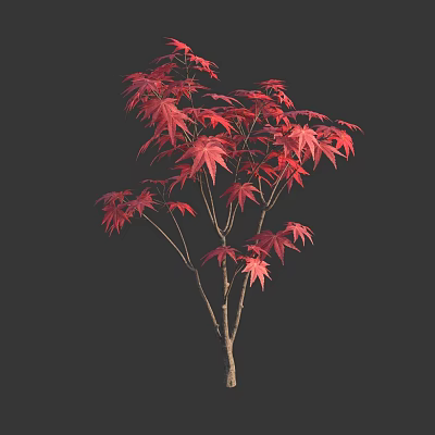Modern Acer maple red-leaf Acer maple tree plants 3d model Modern Acer maple red-leaf Acer maple tree plants 3d model