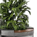 Modern Garden Decor With Tall Palm Plant Small Green Plants Curved Concrete Wooden Planter