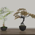 Bonsai Plants Featuring Green Leaves And Golden Foliage In Decorative Pots On Wooden Floor