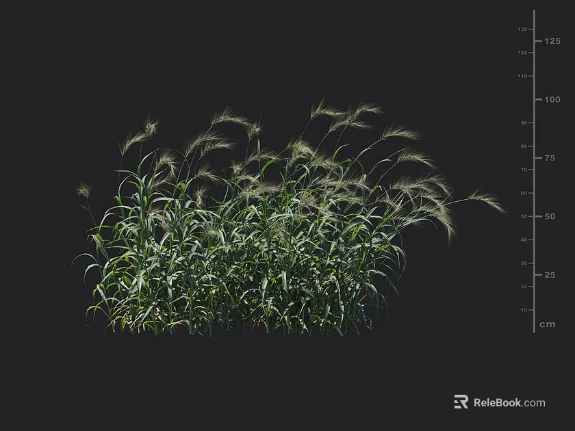Lush Green Ornamental Grass with Slender Leaves and White Feathery Plumes 3d model 