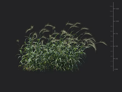 Lush Green Ornamental Grass with Slender Leaves and White Feathery Plumes 3d model