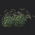 Lush Green Ornamental Grass with Slender Leaves and White Feathery Plumes