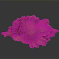 Orange Conch With Flower Like Shell And Glossy Surface On Gray Background With Reflection