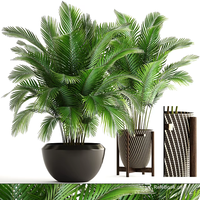 Lush Green Potted Plants With Palm Leaves In Black And Striped Pots On Stand 3d model 