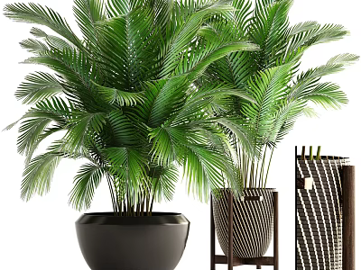 Lush Green Potted Plants With Palm Leaves In Black And Striped Pots On Stand 3d model