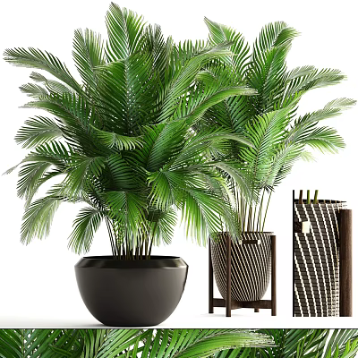 Lush Green Potted Plants With Palm Leaves In Black And Striped Pots On Stand 3d model