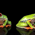 Green Tree Frogs With Red Eyes And Orange Feet On Black Background With Reflections