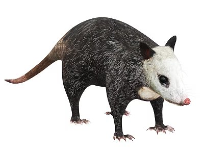Black And White Opossum With Long Tail Standing On White Background 3d model