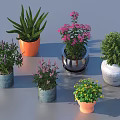 Potted Bonsai Plants Of Various Types In Colorful Pots With Green Leaves And Flowers