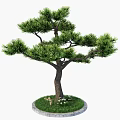 Evergreen Arbor With Brown Trunk Lush Green Foliage Circular Stone Base Grass Small White Flowers And Pebbles