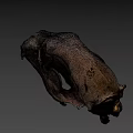 Detailed Animal Skull Fossil With Sharp Teeth And Hollow Eye Sockets