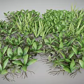 Lush Green Plants With Vibrant Leaves And Exposed Roots Growing Densely Together